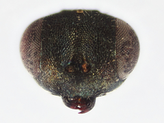 Pteromalini