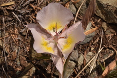 Calochortus persistens