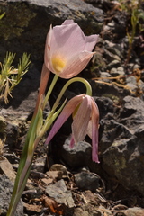 Calochortus persistens
