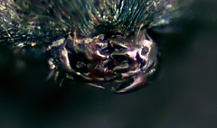 Pteromalini
