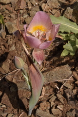 Calochortus persistens