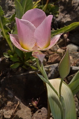 Calochortus persistens