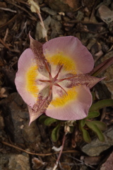 Calochortus persistens