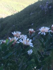 Protea lacticolor