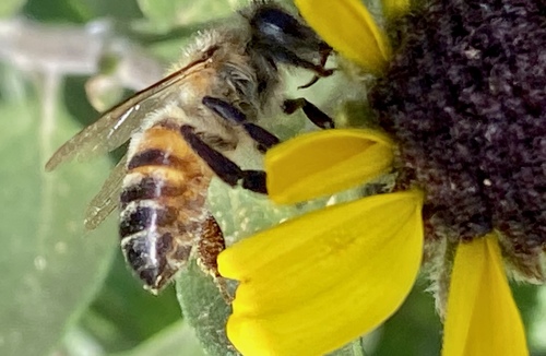 iNaturalist observation photo of Western Honey Bee