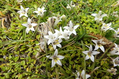 Lobelia oligophylla