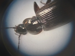 Agonum tenue