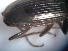 Agonum tenue