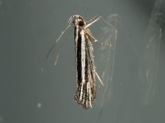 Leptosaces schistopa