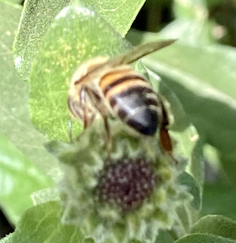 iNaturalist observation photo of Western Honey Bee
