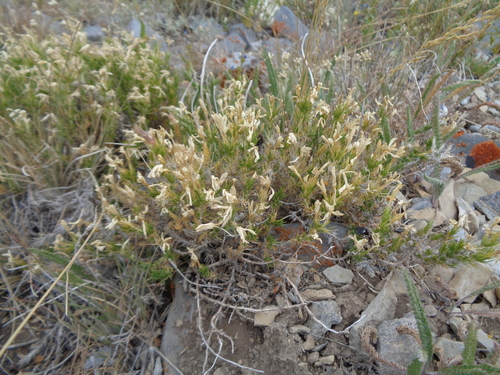 Subspecies Linanthus pungens pungens · iNaturalist