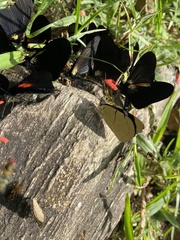Perisama tryphena cauca