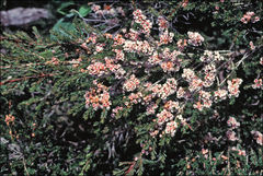 Thryptomene saxicola