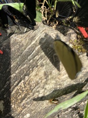 Perisama tryphena cauca