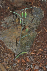 Calochortus raichei