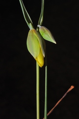 Calochortus raichei