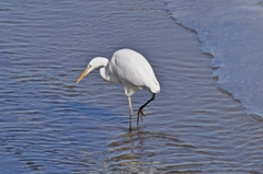 Ardea alba