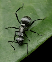 Polyrhachis cupreata