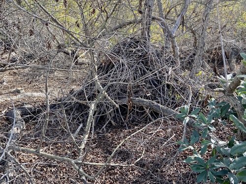 iNaturalist observation photo of Woodrats