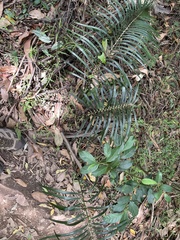 Macrozamia lucida