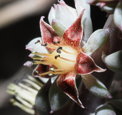 Thompsonella minutiflora