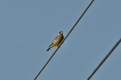 Chloris sinica