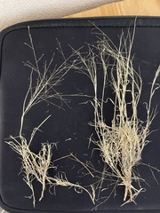 Muhlenbergia arenacea