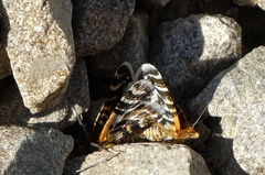 Notoreas simplex