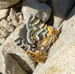 Notoreas simplex