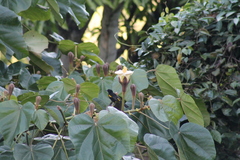 Icterus portoricensis