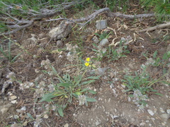 Erysimum capitatum capitatum