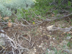 Erysimum capitatum capitatum