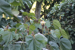 Icterus portoricensis