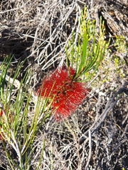 Melaleuca orophila