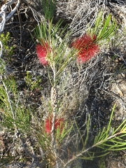 Melaleuca orophila
