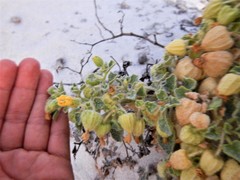 Physalis crassifolia infundibularis