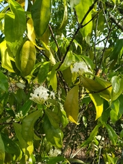Phaleria