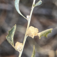 Atriplex lindleyi
