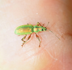 Phyllobius