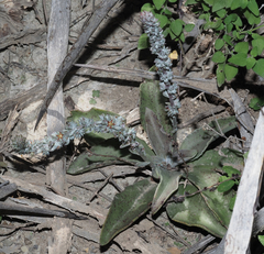 Thompsonella minutiflora