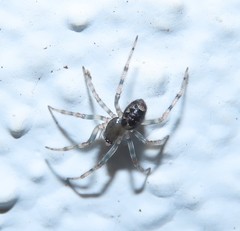 Enoplognatha mandibularis