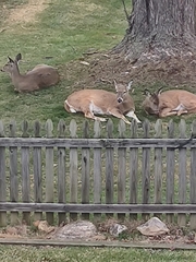 Odocoileus virginianus