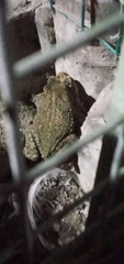 Rhinella limensis