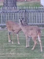 Odocoileus virginianus