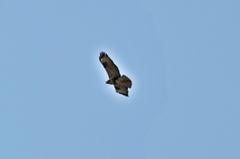 Buteo japonicus
