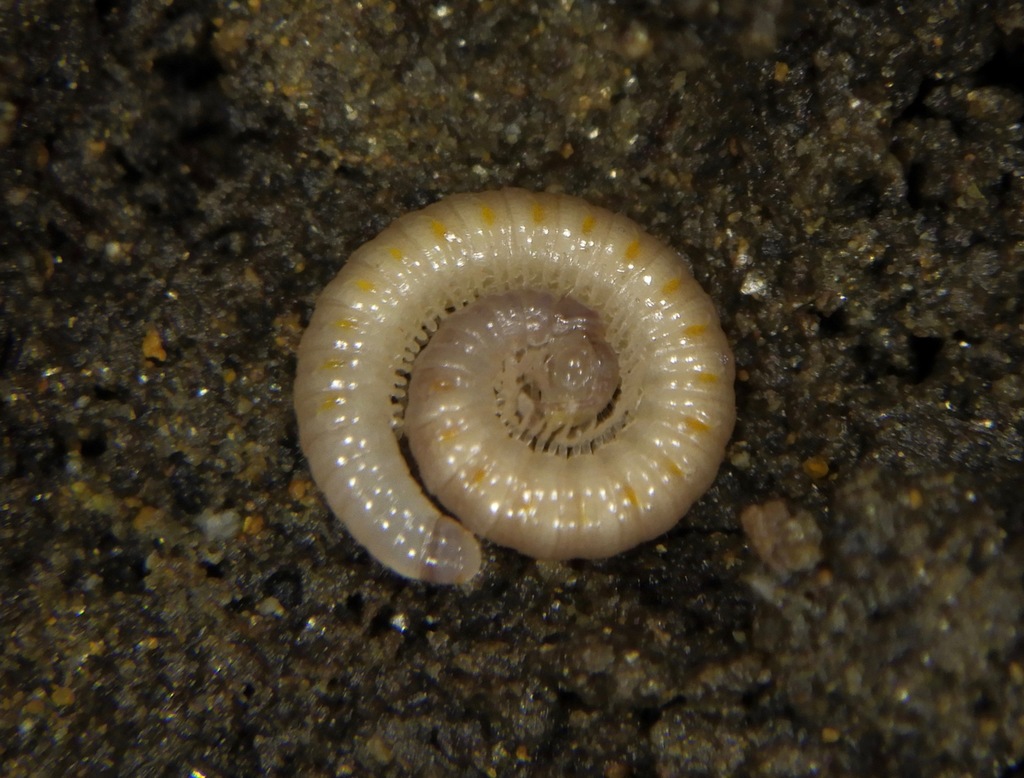 Kopidoiulinae