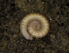 Kopidoiulus