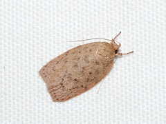 Garrha repandula