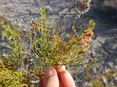 Xylothamia diffusa