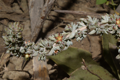 Thompsonella minutiflora